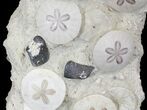 Spectacular Fossil Sand Dollar Cluster With Whale Bone #22840-2